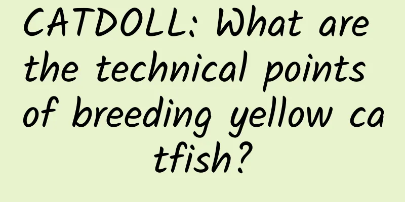 CATDOLL: What are the technical points of breeding yellow catfish?