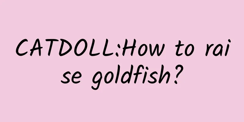 CATDOLL:How to raise goldfish?
