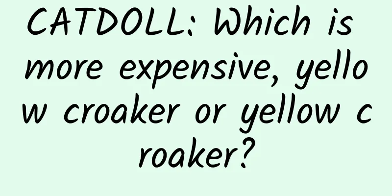 CATDOLL: Which is more expensive, yellow croaker or yellow croaker?