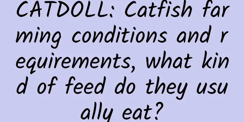 CATDOLL: Catfish farming conditions and requirements, what kind of feed do they usually eat?