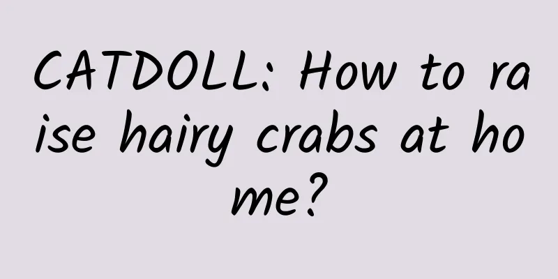 CATDOLL: How to raise hairy crabs at home?