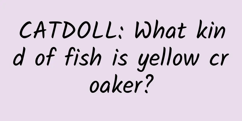 CATDOLL: What kind of fish is yellow croaker?