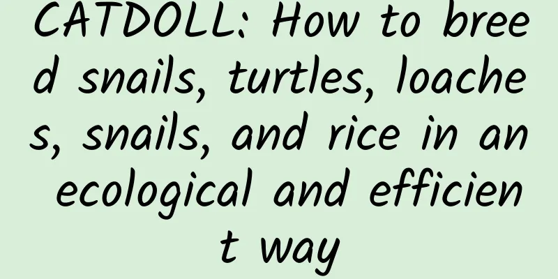 CATDOLL: How to breed snails, turtles, loaches, snails, and rice in an ecological and efficient way