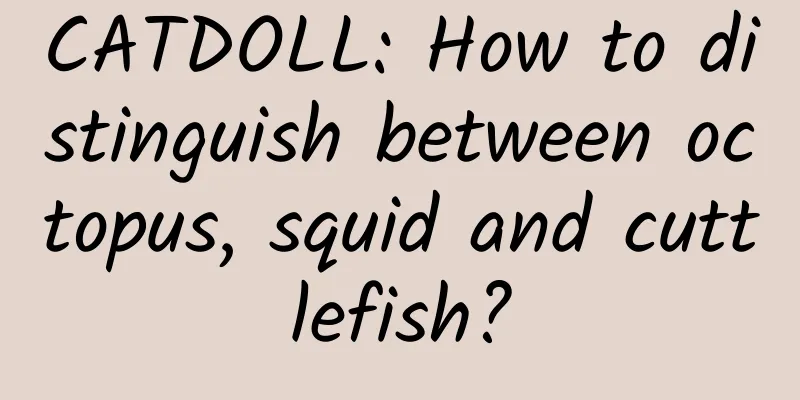 CATDOLL: How to distinguish between octopus, squid and cuttlefish?