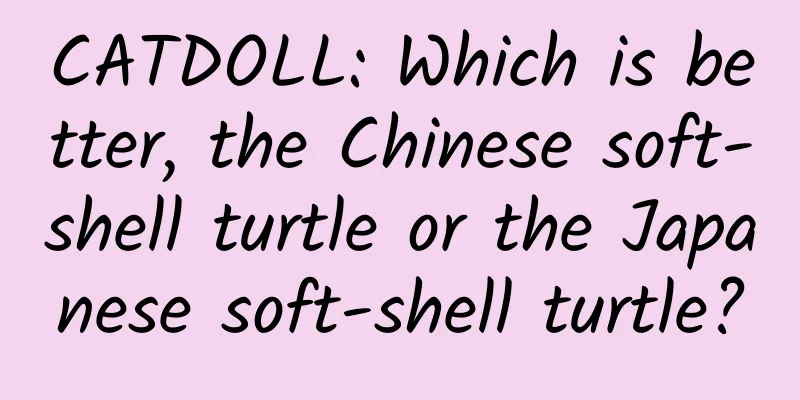 CATDOLL: Which is better, the Chinese soft-shell turtle or the Japanese soft-shell turtle?