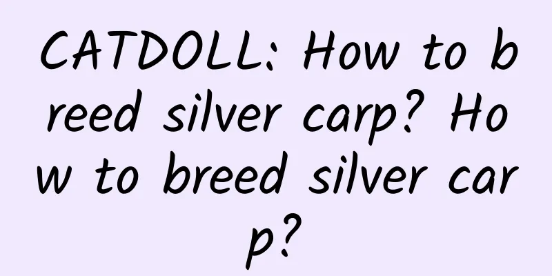 CATDOLL: How to breed silver carp? How to breed silver carp?