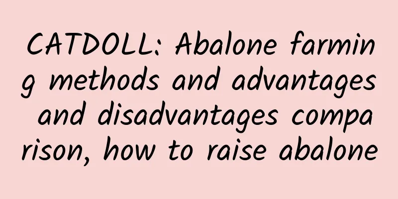 CATDOLL: Abalone farming methods and advantages and disadvantages comparison, how to raise abalone