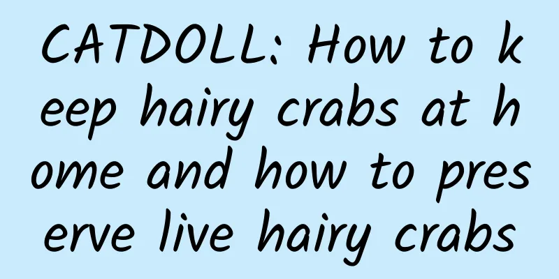 CATDOLL: How to keep hairy crabs at home and how to preserve live hairy crabs