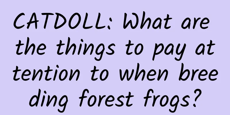 CATDOLL: What are the things to pay attention to when breeding forest frogs?