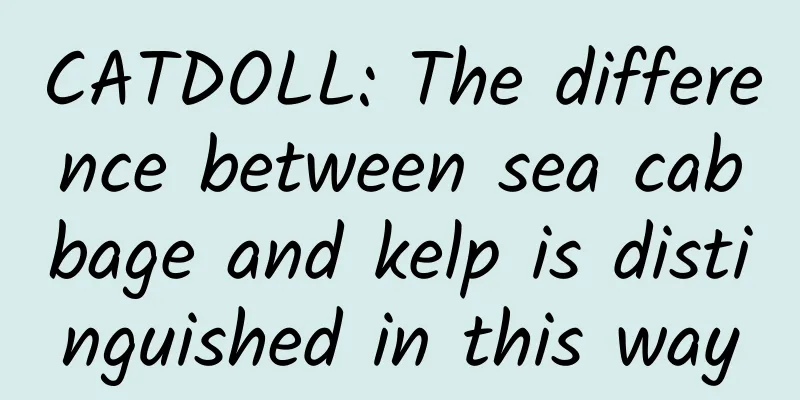 CATDOLL: The difference between sea cabbage and kelp is distinguished in this way