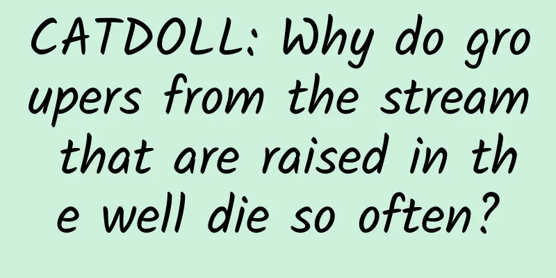 CATDOLL: Why do groupers from the stream that are raised in the well die so often?
