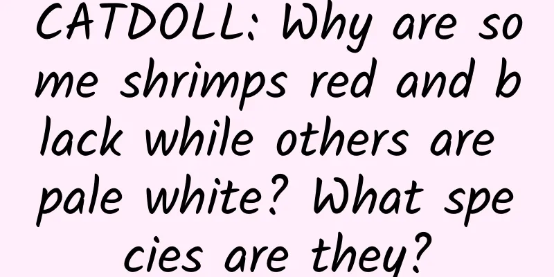 CATDOLL: Why are some shrimps red and black while others are pale white? What species are they?