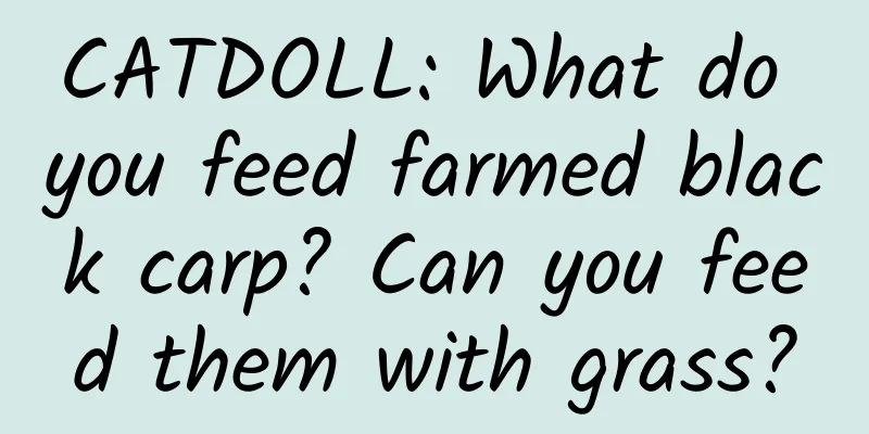 CATDOLL: What do you feed farmed black carp? Can you feed them with grass?