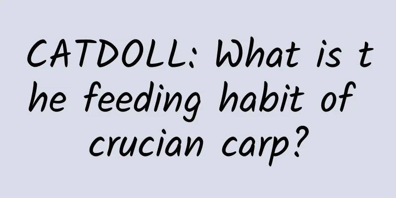 CATDOLL: What is the feeding habit of crucian carp?