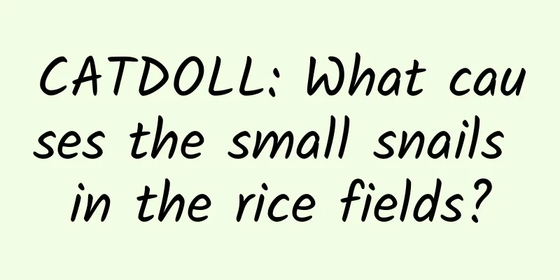 CATDOLL: What causes the small snails in the rice fields?