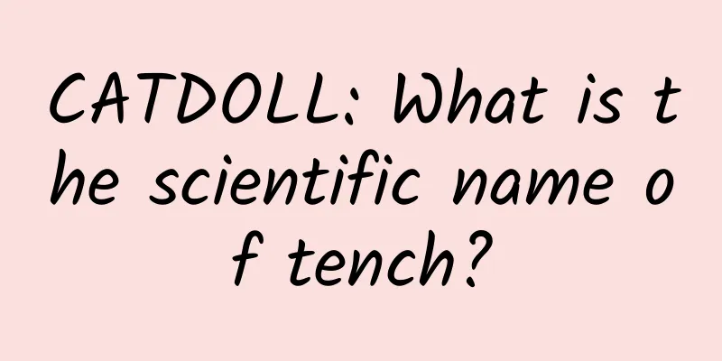 CATDOLL: What is the scientific name of tench?