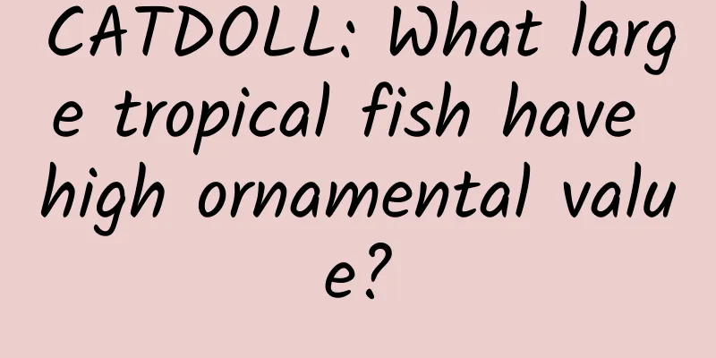 CATDOLL: What large tropical fish have high ornamental value?
