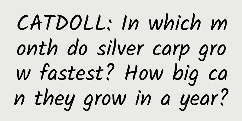 CATDOLL: In which month do silver carp grow fastest? How big can they grow in a year?