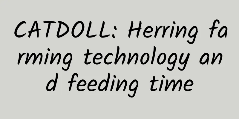 CATDOLL: Herring farming technology and feeding time