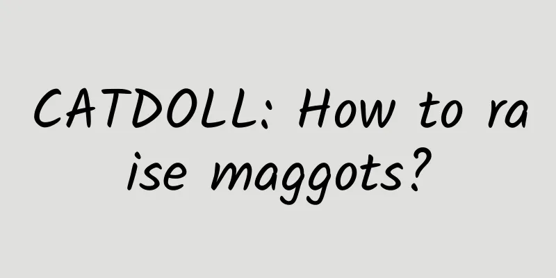 CATDOLL: How to raise maggots?