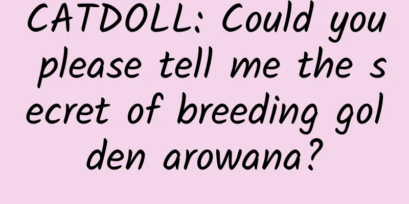 CATDOLL: Could you please tell me the secret of breeding golden arowana?