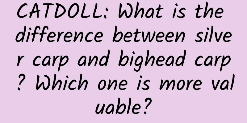 CATDOLL: What is the difference between silver carp and bighead carp? Which one is more valuable?