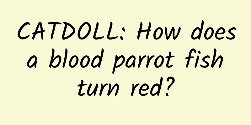CATDOLL: How does a blood parrot fish turn red?