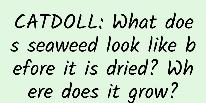 CATDOLL: What does seaweed look like before it is dried? Where does it grow?