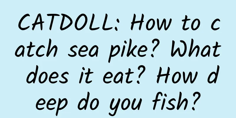 CATDOLL: How to catch sea pike? What does it eat? How deep do you fish?