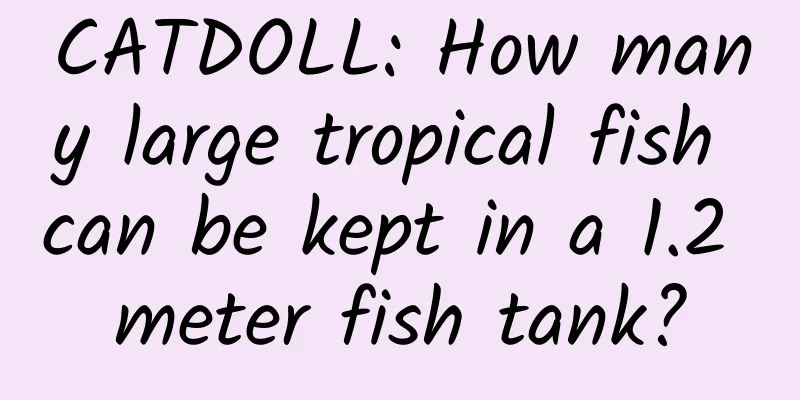 CATDOLL: How many large tropical fish can be kept in a 1.2 meter fish tank?