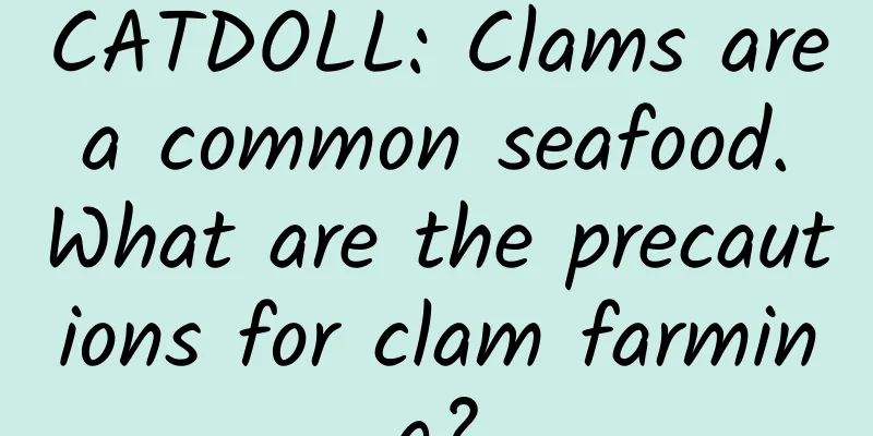 CATDOLL: Clams are a common seafood. What are the precautions for clam farming?