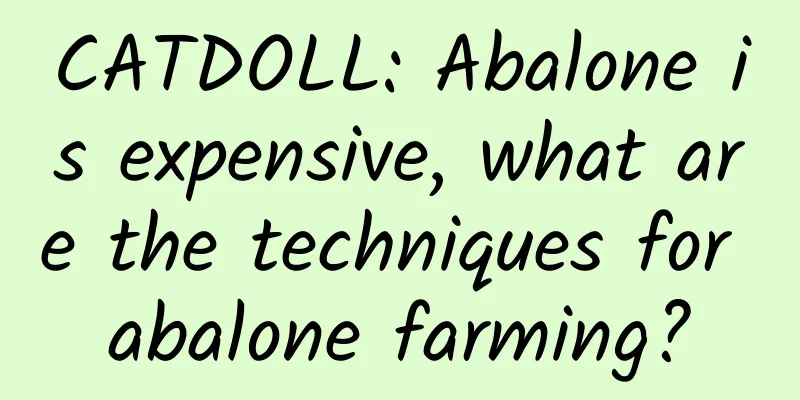 CATDOLL: Abalone is expensive, what are the techniques for abalone farming?
