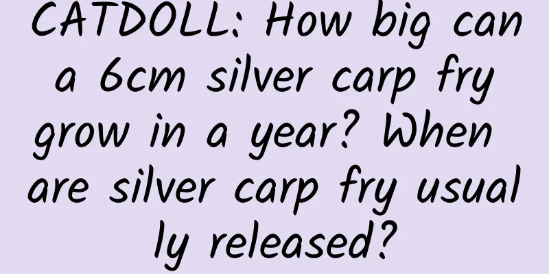CATDOLL: How big can a 6cm silver carp fry grow in a year? When are silver carp fry usually released?