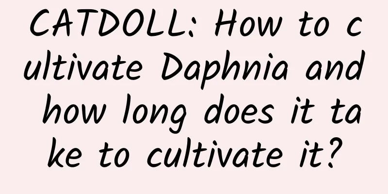 CATDOLL: How to cultivate Daphnia and how long does it take to cultivate it?