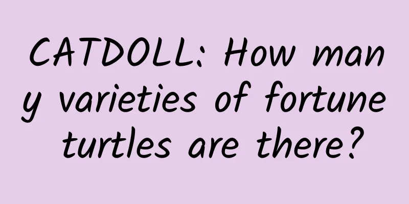 CATDOLL: How many varieties of fortune turtles are there?