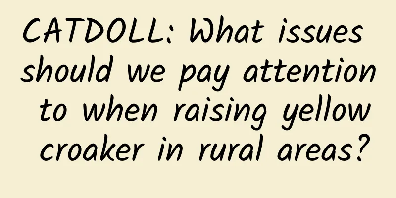 CATDOLL: What issues should we pay attention to when raising yellow croaker in rural areas?