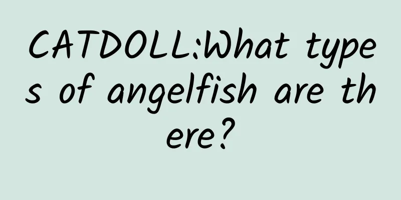 CATDOLL:What types of angelfish are there?