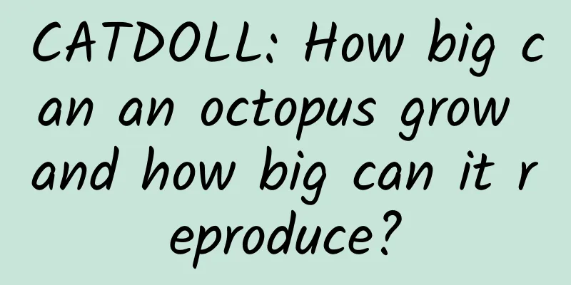 CATDOLL: How big can an octopus grow and how big can it reproduce?