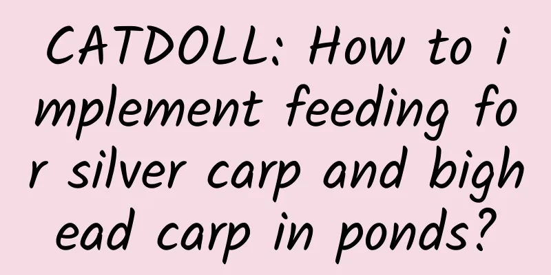 CATDOLL: How to implement feeding for silver carp and bighead carp in ponds?