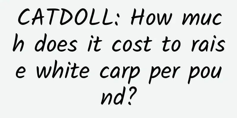 CATDOLL: How much does it cost to raise white carp per pound?