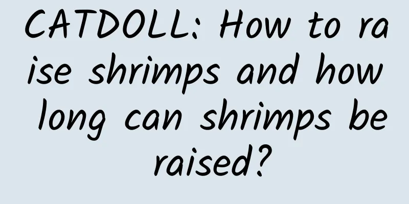 CATDOLL: How to raise shrimps and how long can shrimps be raised?