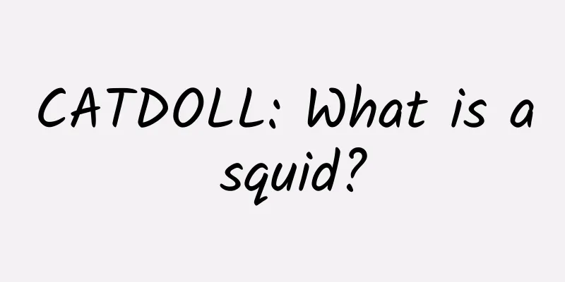 CATDOLL: What is a squid?