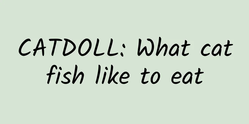 CATDOLL: What catfish like to eat
