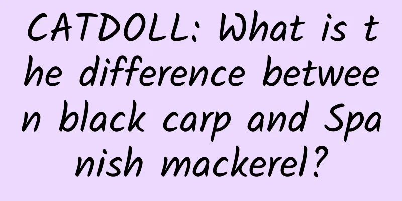 CATDOLL: What is the difference between black carp and Spanish mackerel?