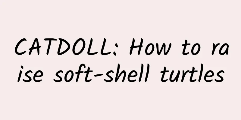 CATDOLL: How to raise soft-shell turtles