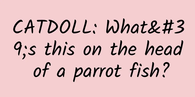 CATDOLL: What's this on the head of a parrot fish?