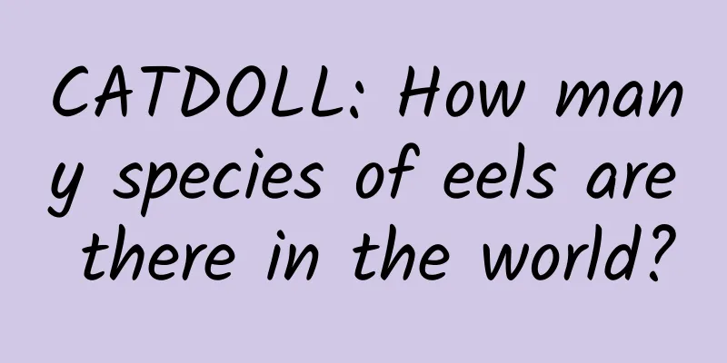 CATDOLL: How many species of eels are there in the world?