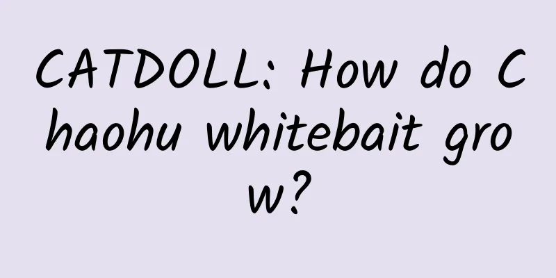 CATDOLL: How do Chaohu whitebait grow?