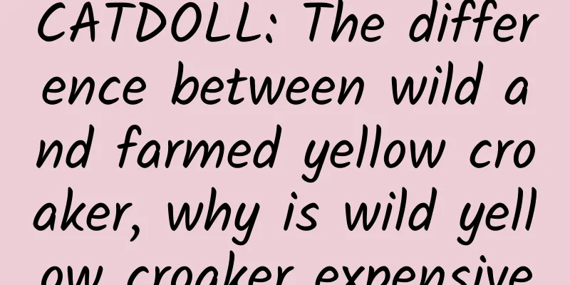 CATDOLL: The difference between wild and farmed yellow croaker, why is wild yellow croaker expensive