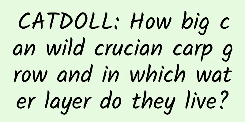 CATDOLL: How big can wild crucian carp grow and in which water layer do they live?